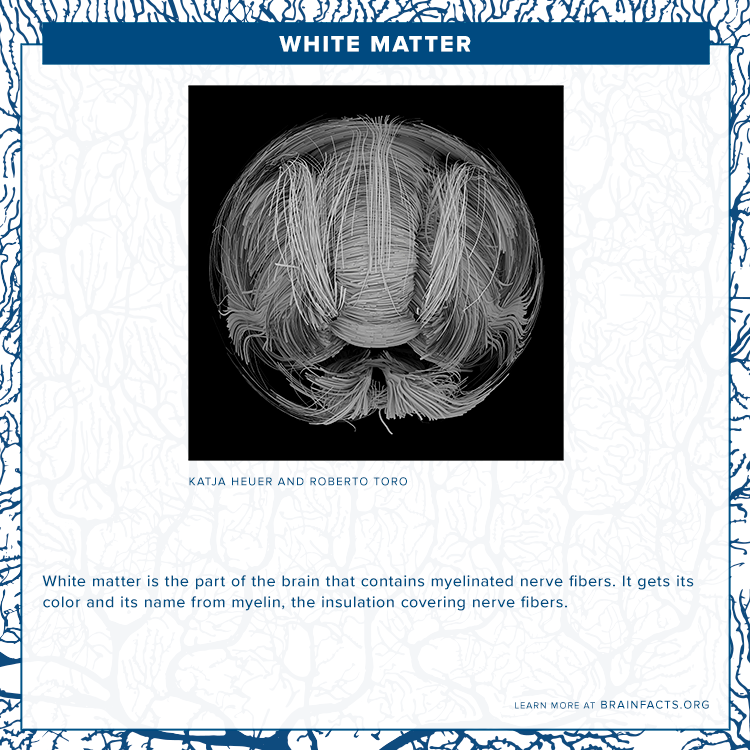 brain byte white matter