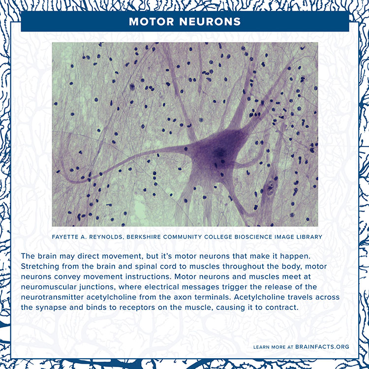 brain byte card motor neuron