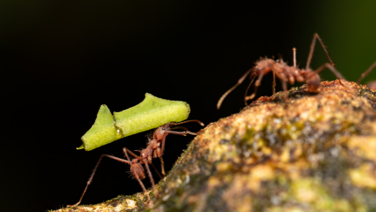 Ants carrying a leaf