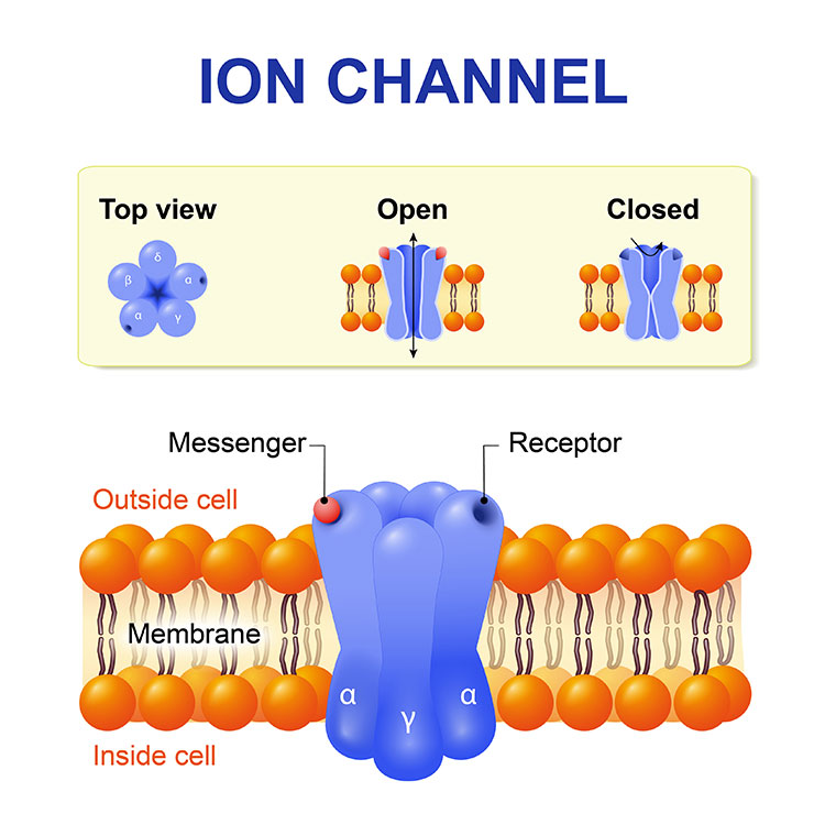 Graphic of Ion channel