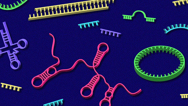 Other RNAs thumbnail