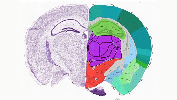 interactive mouse brain atlas helps researchers share... BRAIN Initiative