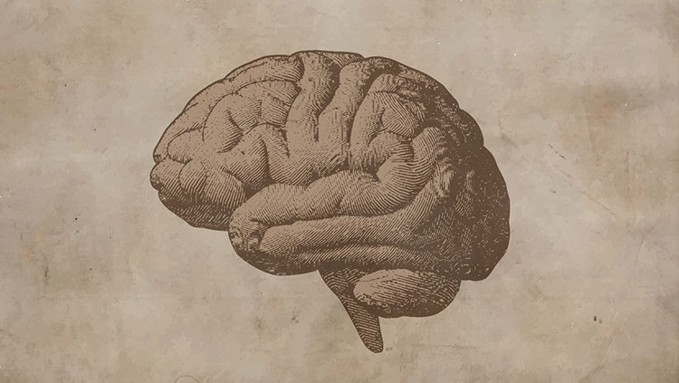 Brain with a brown filter
