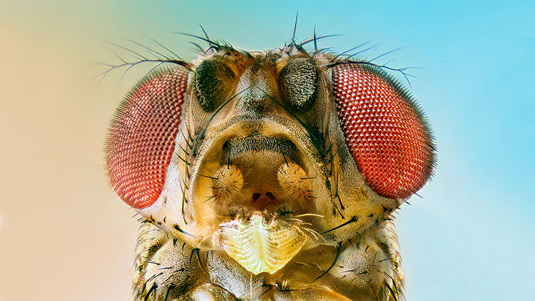 close up of fruit fly
