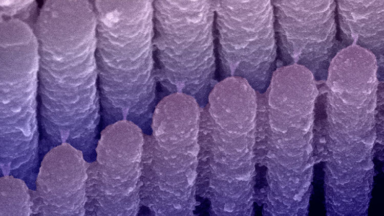 ear hair cells in purple