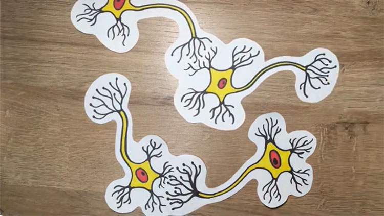 Neurons