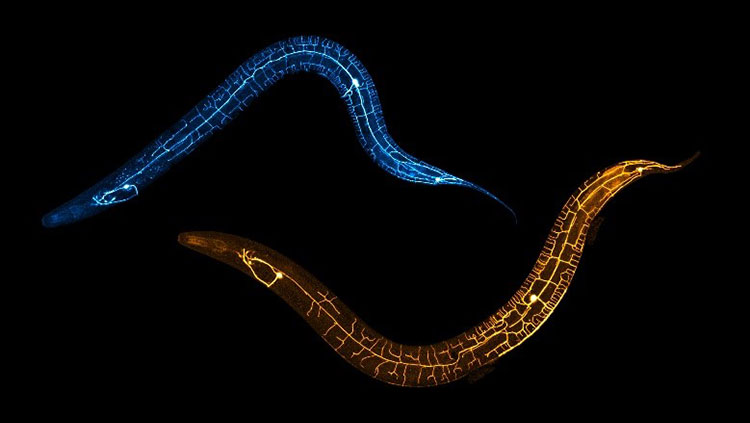 Blue and yellow C. elegans worms 