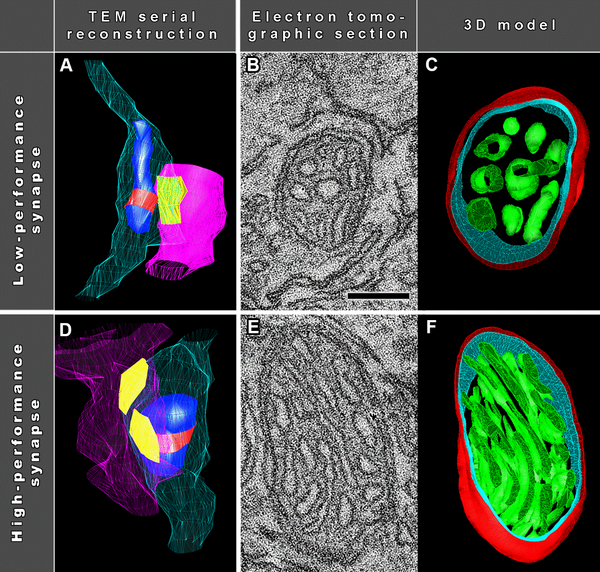 Mitochondrial Ultrastructure is Optimized for Synaptic Performance (Adapted from Figure 3 in Cserép et al., 2018)