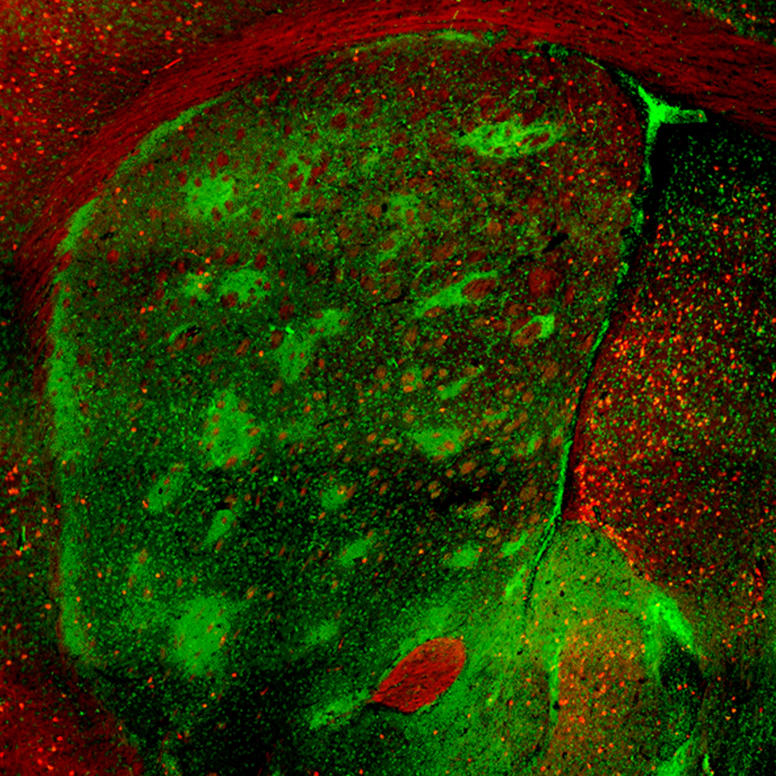 eN SiN mouse retina layers