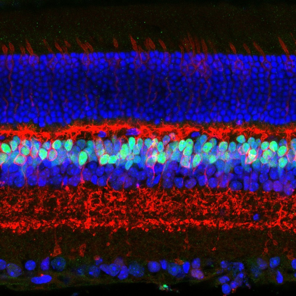 eN SiN mouse retina layers