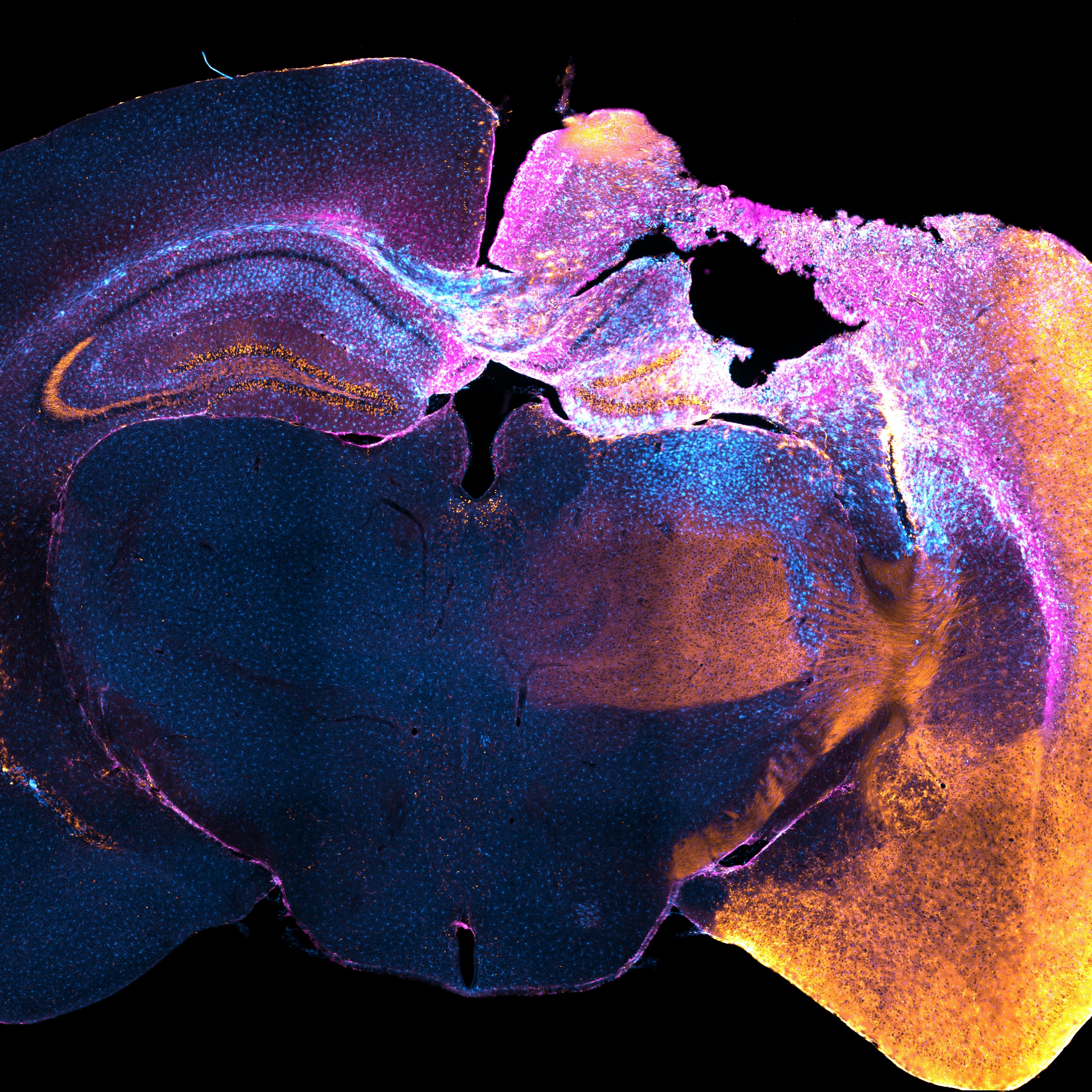 eN SiN mouse retina layers