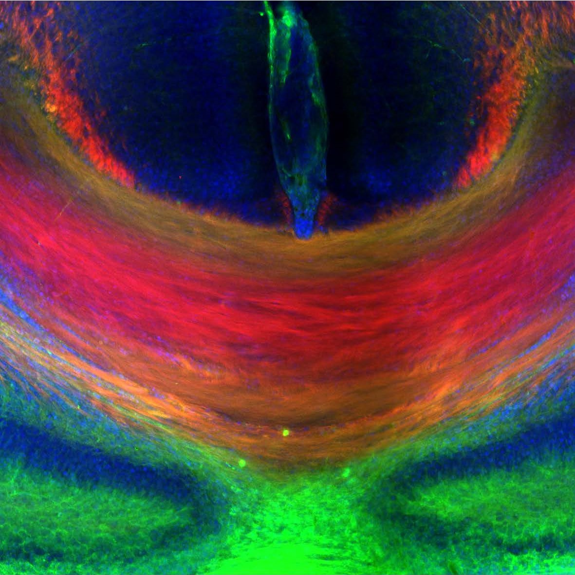 The midline topographical organization of the corpus callosum of a newborn mouse.