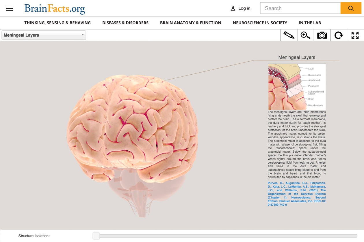 3D Model of the brain