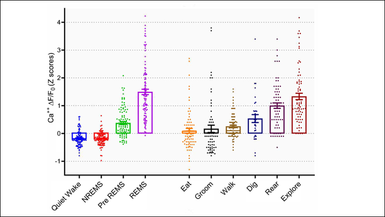 Same Brain Cells Active During Sleep and Exploration in Mice