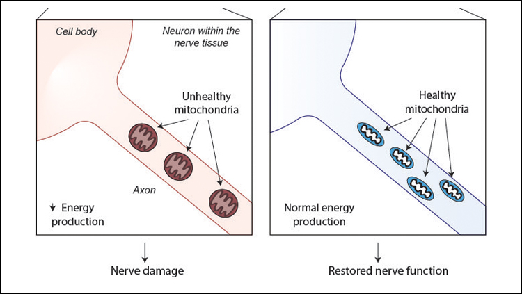 Healthy Fats Improve Nerve Function in Obese Mice
