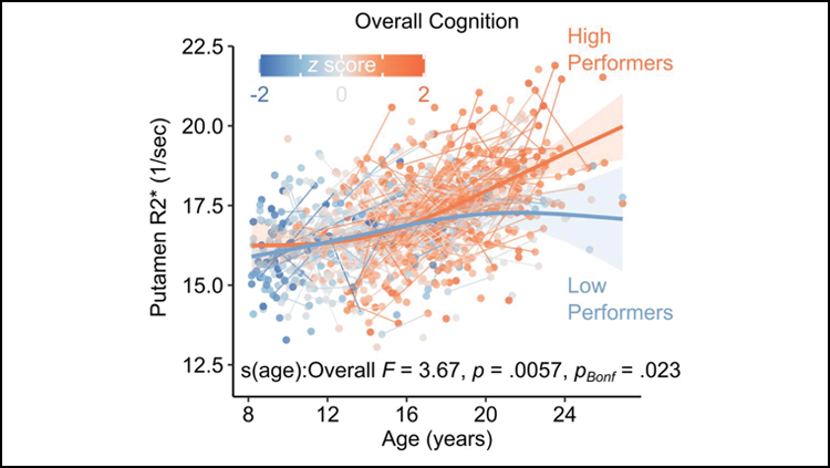 A graph showing that an increase in iron in the putamen (y axis) as age increase (x axis) is correlated with higher cognitive performance.