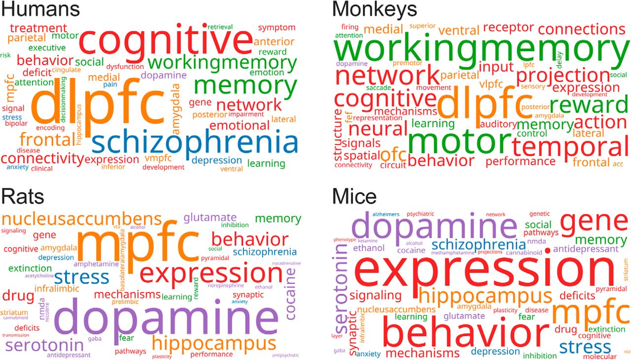 Figure 2: Research focus of prefrontal publications. Word clouds with functional color grouping for papers published on the PFC of mice, rats, monkeys, and humans since 2000. Pharmacological terms are purple. Anatomic terms are orange. Terms associated with diseases and other medical conditions are blue. Psychological constructs are green. Other terms are red (Laubach et al., 2018.)