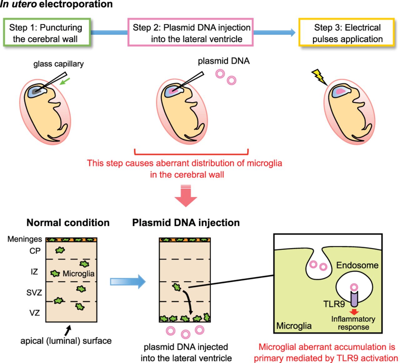 Figure 1. Schematic illustration of findings. Schematic illustration showing the mechanism underlying the aberrant distribution of microglia in the cerebral wall of IUE-performed brain. The presence of exogenously derived plasmid DNAs induced microglia to accumulate along the apical surface of the cerebral wall and aggregate in the choroid plexus. This effect was independent of capillary needle puncture of the brain wall, or application of electrical pulses. The microglial response is mediated by activation of TLR9, which is expressed intracellularly in microglia. (Figure 8 in Hattori and Miyata, 2018.)