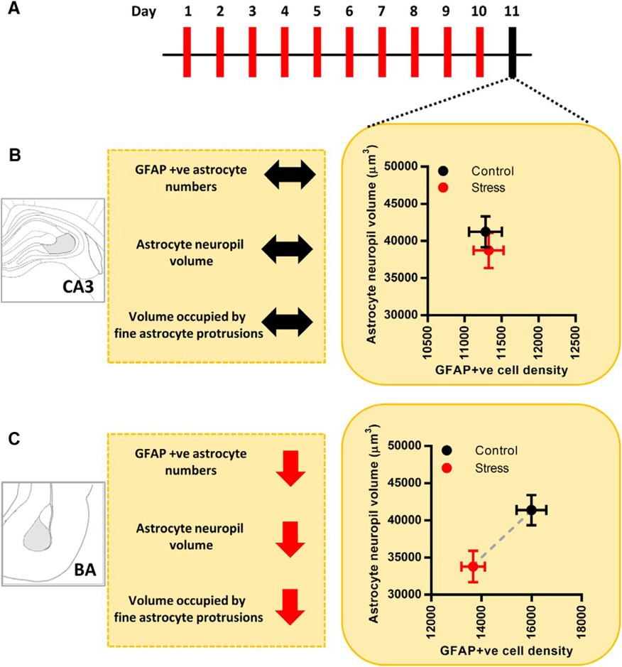 Figure 3. Schematic illustration of the experimental protocol and summary of main findings. (A) Timeline of chronic immobilization stress and brain harvesting. (B) Effects of chronic immobilization stress on astrocytes in CA3. Astrocyte neuropil volume is represented along the y-axis, and GFAP-positive astrocyte numbers are represented along the x-axis. Stress leads to no significant changes in either the neuropil volume or the number of astrocytes in CA3 (control, black; stress, red). Stress leads to no change in the volume occupied by the fine protrusions of CA3 astrocytes. (C) Effects of chronic immobilization stress on astrocytes in BA. Astrocyte neuropil volume is represented along the y-axis, and GFAP-positive astrocyte numbers are represented along the x-axis. Stress leads to a significant reduction in both the neuropil volume and the number of astrocytes in BA (control, black; stress, red). Stress also leads to a significant reduction in the volume occupied by the fine protrusions of BA astrocytes; ↔ indicates no change; ↓ indicates decrease; - - - - indicates the difference between mean values. (Adapted from Figure 7 in Naskar and Chattarji, 2019.)