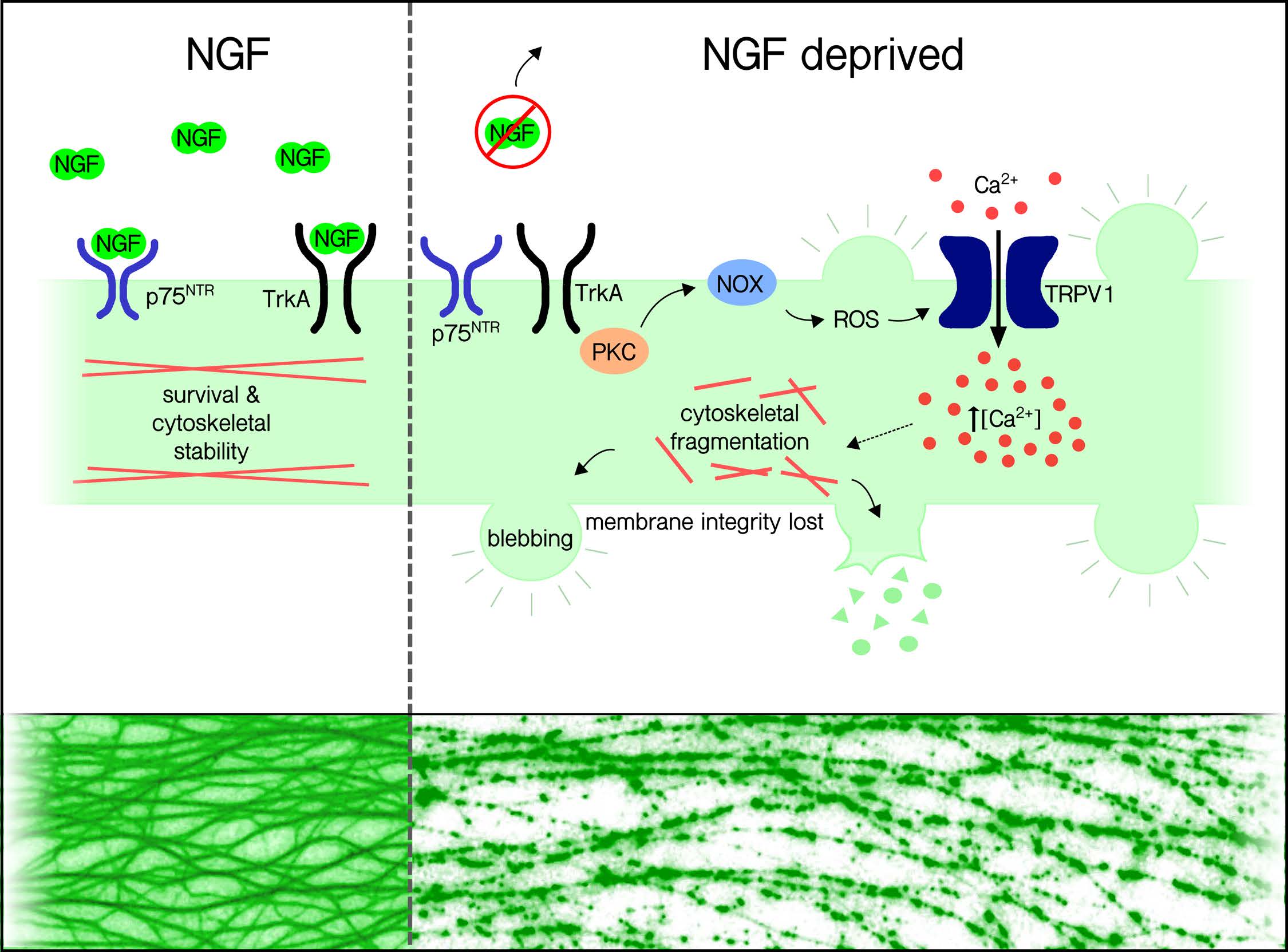 Figure 1. TRPV1 mediates Ca2+ flux and cytoskeletal fragmentation during trophic factor deprivation. TRPV1-mediated Ca2+ flux is prompted by a signaling axis comprised of PKC-dependent NOX complex activation and ROS generation upstream of TRPV1 (Visual abstract from Johnstone et al. 2019). 