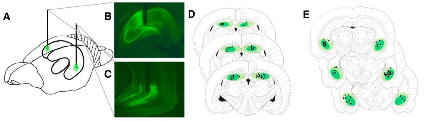 Figure 1.  Viral expression and fiber location were used to confirm the location of optogenetic inhibition. (A) Depiction of optogenetic fiber placement in dHC and vHC of the same rat. (B,C) Representative image of robust viral expression and fiber placement location in dHC (B) and in (C) vHC. (D,E) Schematic depiction of coronal brain sections showing viral expression and fiber placement location placement in the dHC (D) and vHC (E). (Adapted from Figure 2 in Hannapel et al. 2019)
