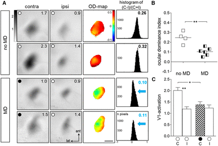 Figure 1 . OD plasticity is preserved in V1 of old EE-mice. A, Examples of optically recorded activity maps induced by visual stimulation of the contralateral and ipsilateral eye in the binocular part of V1 of SC- and EE-raised mice, without (no MD) or after 7 d of MD. Gray scale-coded activity maps [numbers in the top right corner correspond to the quantified V1 activation (×10−4); see gray scale, left], color-coded two-dimensional OD maps (color codes ODI; see scale to the right of OD map), and the histogram of OD scores, including the average ODI, are illustrated. MD eye is indicated by the black circle in the V1 map, open circles indicate an open eye. In both SC- and EE-mice without MD (no MD), the activity patch evoked by visual stimulation of the contralateral eye is darker than the one of the ipsilateral eye, warm colors prevail in the two-dimensional OD maps and ODI values are positive. After MD, V1 activation changes in EE mice but not in SC mice. Whereas V1 of SC mice remained dominated by the deprived (contralateral) eye, there was an OD shift toward the open eye in V1 of EE mice: after MD, V1 of EE mice was now less strongly activated by the contralateral eye so that both eyes activated V1 similarly, colder colors appeared in the OD maps, and the ODI values were lower, i.e., the ODI histograms shifted to the left (blue arrow). ant, Anterior; lat, lateral. Scale bar, 1 mm. B, C, Quantification of visual cortical activation before and after MD. ODI (B) and V1 activation (C) are illustrated. B, Optically imaged ODIs without (no MD) and with MD: symbols represent ODI values of individuals, means are marked by horizontal lines. MD is indicated by half-black squares. C, V1 activation elicited by stimulation of the contralateral (C) or ipsilateral (I) eye. Hatched bar indicates MD eye. Data represented as mean ± SEM. Statistical significance was calculated using ANOVA and p values were corrected for multiple comparisons. *p < 0.05, **p < 0.01.