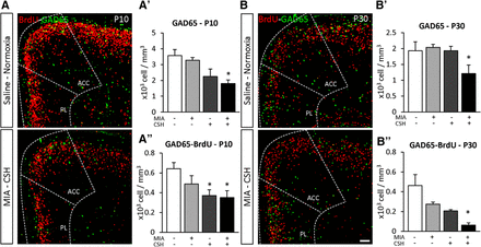 Figure 4. Effect of the multi-hit model on interneuron density and fate in the PFC at (A) P10 and (B) P30. GAD65 cell fate in the PFC [GAD65 (green) and BrdU (red)] of (A) mice treated with saline and reared under normoxia or subjected MIA and reared under CSH. Scale bar = 100 μm. Quantification of (A’) GAD65, (B’) GAD65 and BrdU co-labeled cell density of P10; and (A’’) GAD65, (B’’) GAD65 and BrdU co-labeled cell density at P30 in the PFC (ACC and PL are added for reference) treated with saline and reared under normoxia, subjected to with MIA and reared under normoxia, treated with saline and reared under CSH, subjected to MIA and reared under CSH. Values represent the mean (±SEM) from five to six animals out two pregnancies; *p < 0.05 (Kruskal–Wallis test with Dunn’s multiple comparisons).