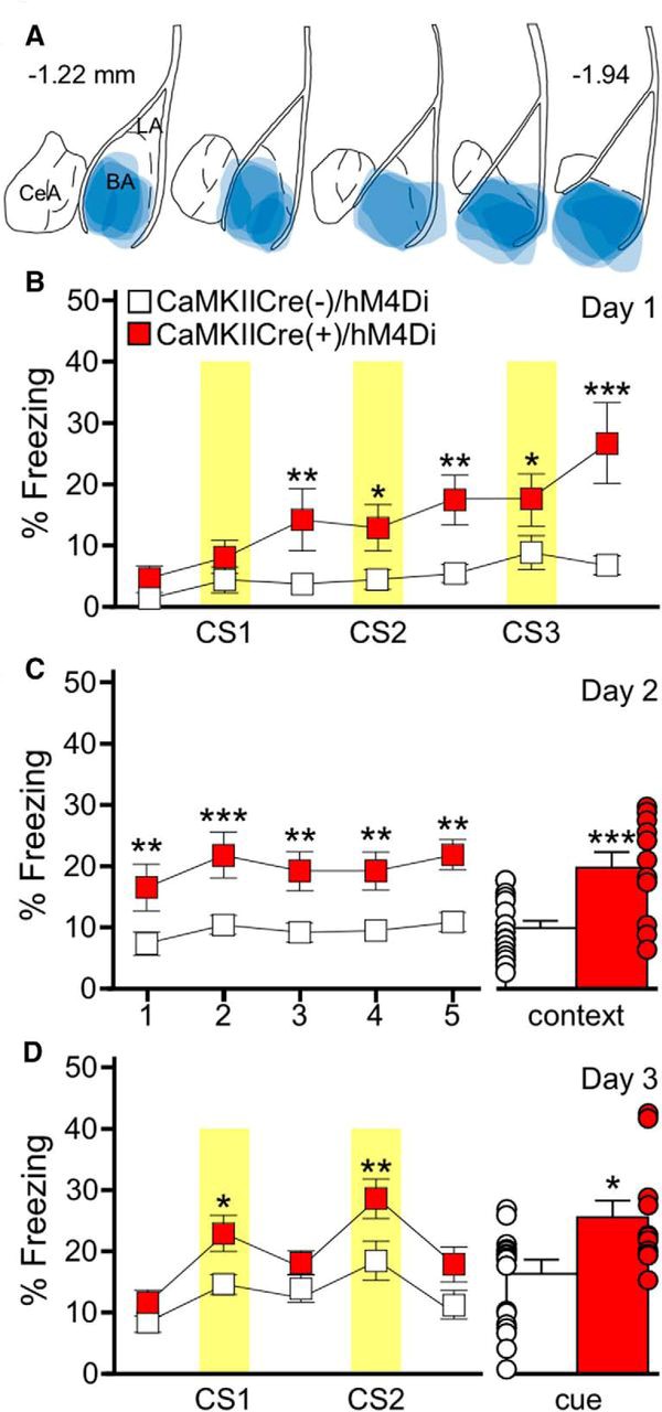 Figure 1. BA pyramidal neuron inhibition generates an association between a behavior and an auditory cue in the absence of a foot shock. (A) Schematic summarizing the distribution of hM4Di-mCherry fluorescence in the BA of the CaMKIICre(+)/hM4Di mice evaluated in B–D. (B) Training on day 1 with the 3 CS/0 US protocol in CaMKIICre(+)/hM4Di (red) and CaMKIICre(−)/hM4Di (white) mice; CNO was given 30 min before training. Yellow bars represent the CS presentations. There was a significant main effect of genotype. (C) Freezing during the context recall test on day 2. Freezing during each 1 min bin of the 5 min test (C, left) showed a main effect of genotype. Mean percentage freezing for the full 5 min context test (C, right). (D) Freezing during the cue recall test on day 3. Freezing during each 3 min portion of the test, with yellow bars representing the CS presentations (D, left). There was a significant effect of genotype as CaMKIICre(+)/hM4Di mice, but not CaMKIICre(−)/hM4Di mice froze significantly more during the CS presentations compared to the non-CS periods. Mean percentage freezing during the combined CS presentations (D, right). Error bars in B–D represent the mean ± SEM, with dots next to each bar denoting the individual data points. (Adapted from Figure 6 in Tipps et al., 2018.)