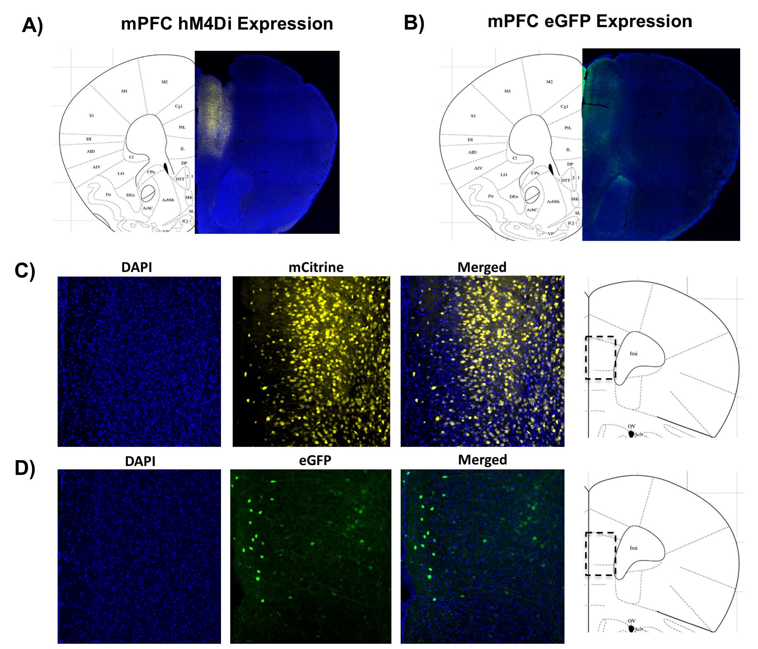 Figure 3. hM4Di and eGFP viral expression in the mPFC is present three weeks after injection. Coronal sections (40 µm) of CaMKIIα-hM4Di-mCitrine DREADD (A, C) or CaMKIIα-eGFP control virus (B, D) in the mPFC of female mice three weeks after injection confirms virus expression throughout the mPFC. Blue puncta: DAPI, a marker of cell nuclei; yellow: mCitrine-tagged DREADD virus; green: eGFP-tagged control virus. Merged images provide additional spatial context for DREADD or control virus expression within the region of interest.