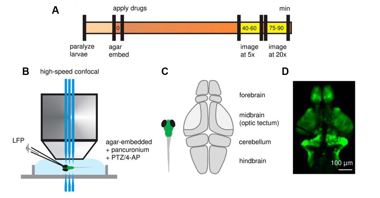 Figure 1. High-speed confocal imaging and LFP recording in the forebrain of GCaMP-expressing zebrafish larvae. (A) Timeline of confocal imaging and LFP recording relative to immobilization of larvae in agar and exposure to convulsant drugs. High-speed confocal recordings were obtained ∼40 minutes after drug exposure, with 5× and 20× objectives used for whole-brain and single neuron imaging, respectively. (B) Simultaneous high-speed confocal imaging and LFP recording in agar-embedded larvae. (C) Schematic illustration depicting sub-regions of the larval zebrafish brain. (D) Representative 5× image of Tg(neurod1:GCaMP6f) zebrafish at 5–6 days postfertilization. (Adapted from Figure 1 in Liu & Baraban et al., 2019.)