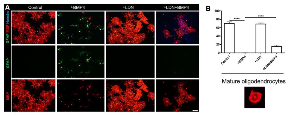 Figure 1. BMP4 signals via BMPR1 in oligodendrocyte precursor cells to enhance oligodendrocyte differentiation. (A) Representative micrographs of immunostaining for myelin basic protein (MBP, a myelin marker; red) and glial fibrillary acidic protein (GFAP, an astrocyte marker; green) under untreated (Control) conditions, or following treatment with BMP4, LDN-193189 (LDN), or both BMP4 and LDN-193189 (LDN+BMP4). Hoechst (blue) was used as a nuclear stain. (B) Proportion of mature oligodendrocytes in the cultures per experimental group and representative example of an immunostained mature oligodendrocyte. Treatment with BMP4 significantly blocked the differentiation of oligodendrocyte precursor cells; pretreatment with LDN before BMP4 significantly attenuated the effect of BMP4 on oligodendrocyte differentiation. A representative mature oligodendrocyte immunostained with MBP is shown. **** indicates p < 0.0001. Scale bar, 20 µm. (Adapted from Figure 4 in Govier-Cole et al., 2019.)