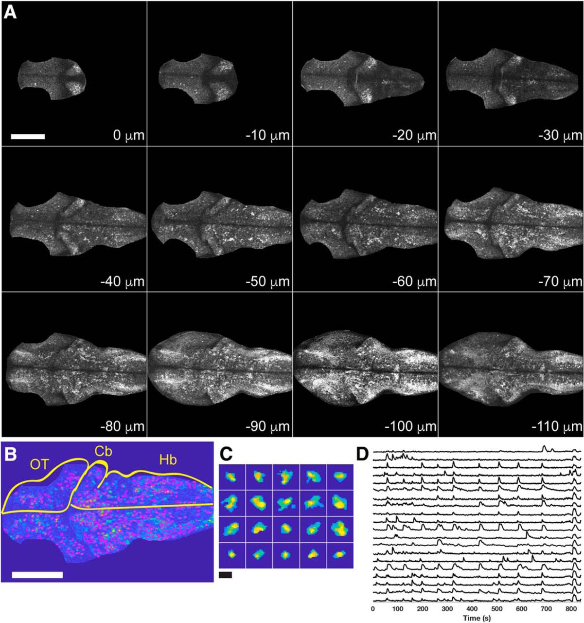 Figure 1. Two-photon imaging of GCaMP6s in zebrafish larvae. A, Each panel shows an optical section from a single time point of a movie collected in a 4 dpf zebrafish larva. Sections are arranged from dorsal (0 μm) to ventral (–110 μm). The brain was cropped to remove skin fluorescence and signal from the synaptic neuropil of the optic tectum. Scale bar = 100 μm. B, Detection of cells identified by constrained non-negative matrix factorization (Pnevmatikakis et al., 2016). ROIs outlined in magenta on top of an average image for a single imaging plane from a 4 dpf larva. Cb, cerebelleum; Hb, hindbrain; OT, optic tectum. Scale bar = 100 μm. C, Selected ROIs. Scale bar = 15 μm. D, Selected ΔF/F traces obtained from the segmented plane in B, C.