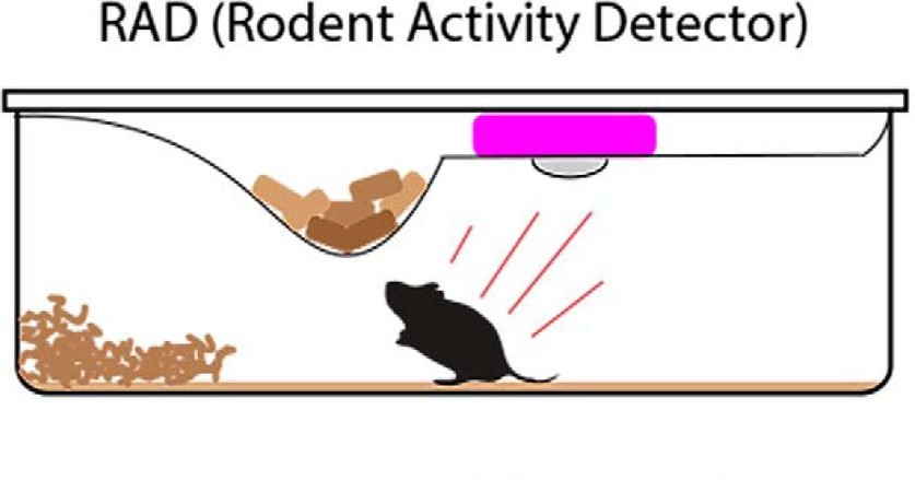 RAD (Rodent Activity Detector)