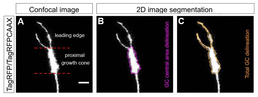 Figure 1. Live imaging growth cone analysis. A, Confocal image of a growth cone visualized by TagRFP/TagRFPCAAX expression. The delineation of the leading edge and proximal growth cone is indicated by dashed red lines. B,C, Growth cone central (B; purple) and total (C; orange) areas were manually segmented and used as regions of interest for determining mitochondrial particles visualized by mitoEGFP (not shown). Scale bar, 5 μm. (Adapted from Figure 1 in Verreet et al., 2019.)