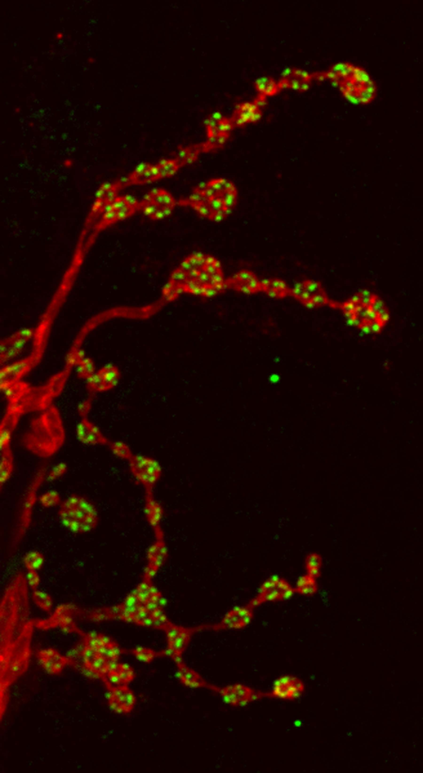 Muscle 6 motor nerve terminals labeled with HRP to identify neurons and nc82 to identify active zones. 1s and 1b boutons are indicated. Scale bar, 4 μm.