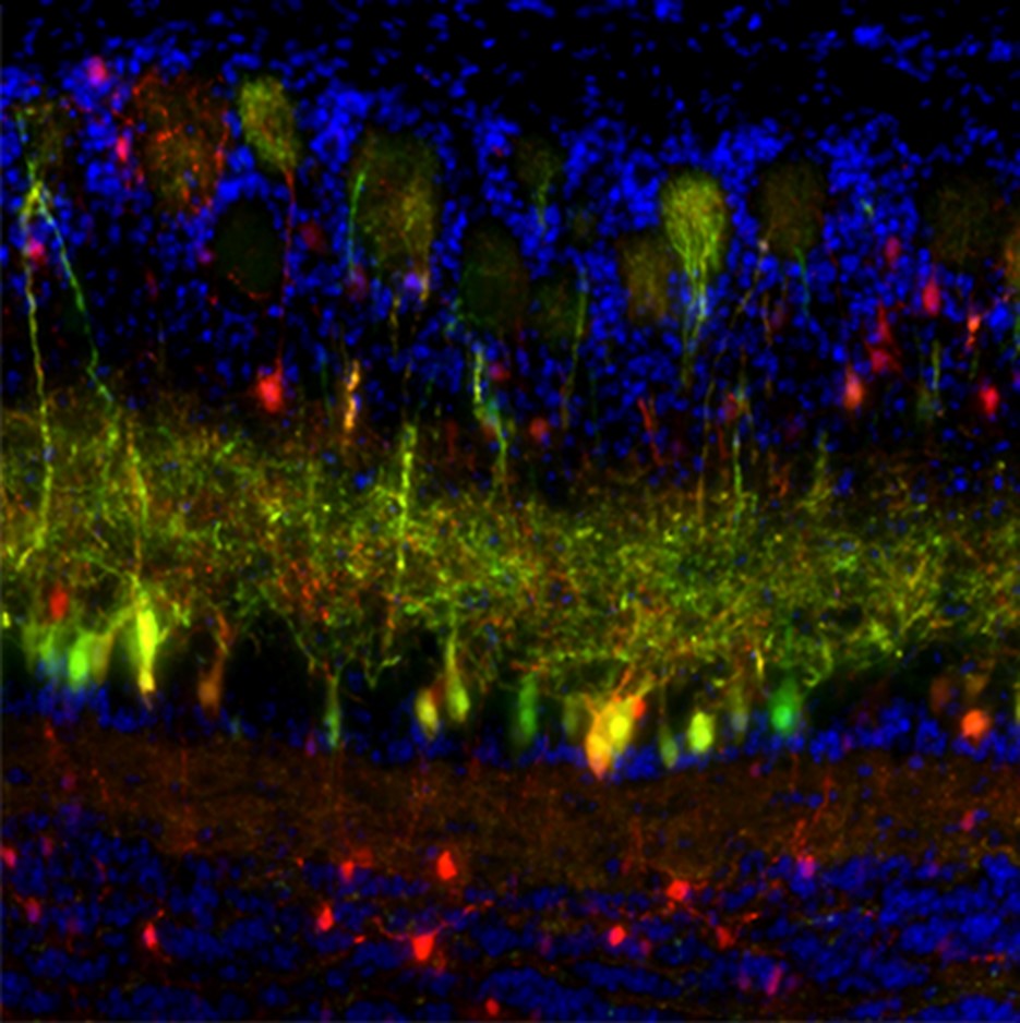 This image shows a section of postnatal day 7 mouse olfactory bulb in which plasmids encoding fluorescent proteins were introduced at embryonic day 11 with in utero electroporation.