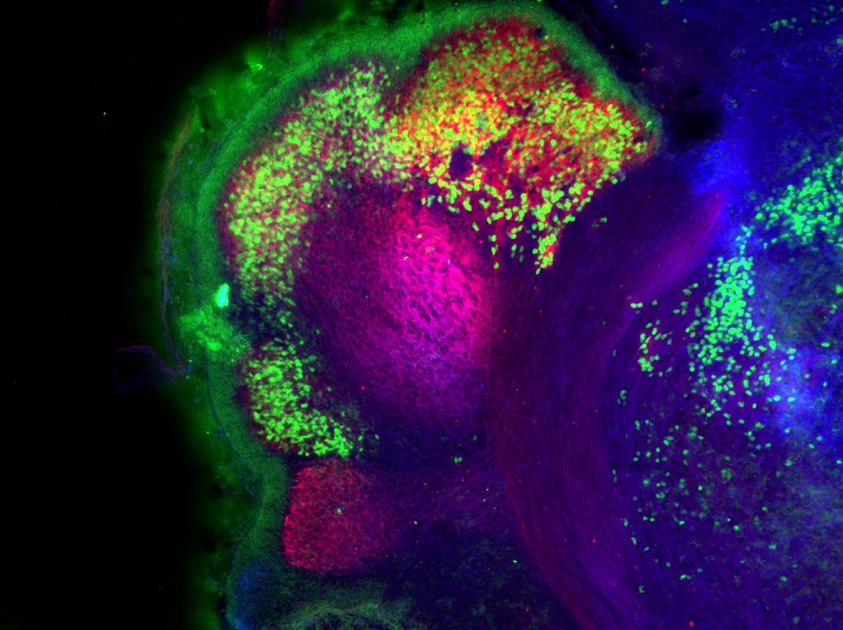 Purkinje cell clusters in the mouse cerebellum at embryonic day 17.5 